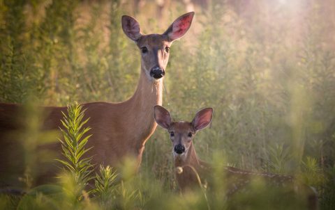 Two deer starring into the camera